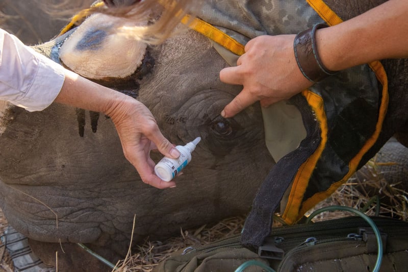 Martin Meyer Safaris Expands Its Trade Partnerships with the Voyager Conservation Safari