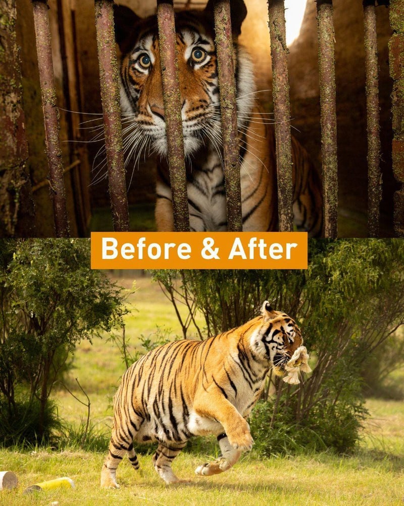 South Africa's Constitutional Court upholds animal well-being in biodiversity law