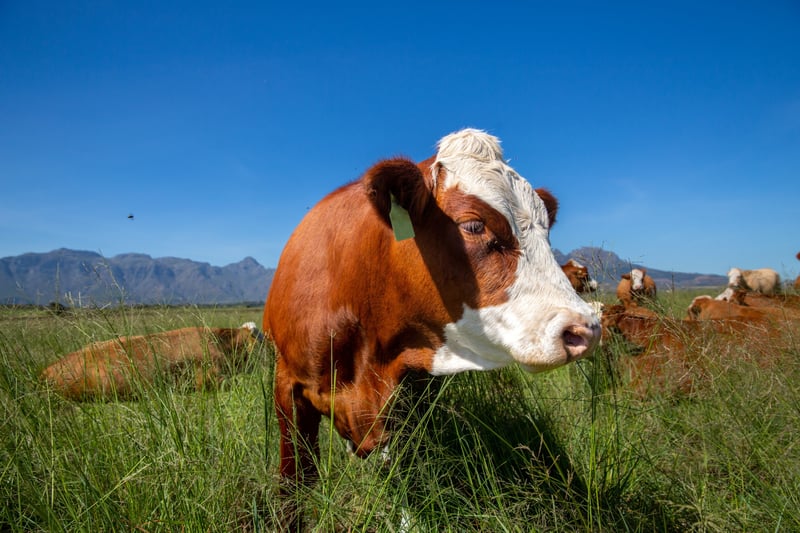 World Milk Day - A Gentle Reminder to Think About the Animals Behind Our Milk