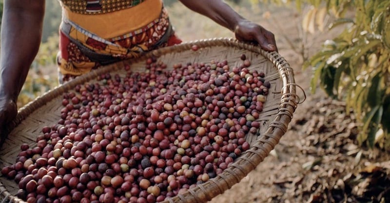 Jacobs Launches Wunderbar Project To Strengthen Coffee Farming and Community Resilience