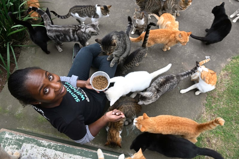 Animal Anti Cruelty League Durban And PMB Issues Urgent Appeal For Support To Keep Doors Open