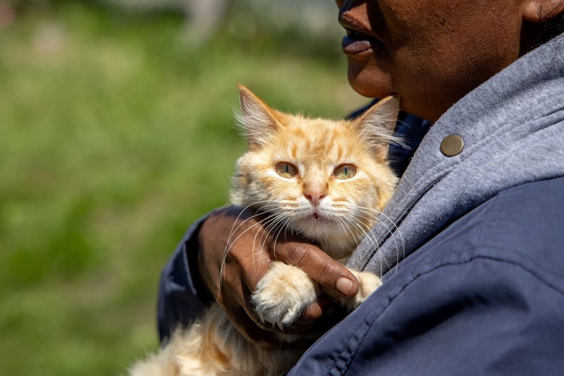 A Cat is for Life, Not Convenience