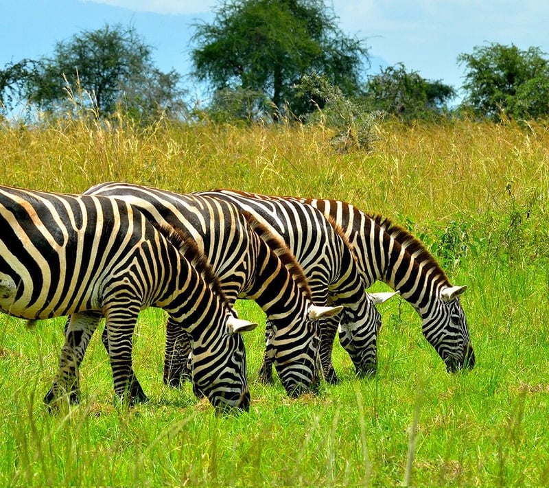Home to Africa Ready to Welcome Travelers Back as  Uganda Officially Declared Ebola-Free