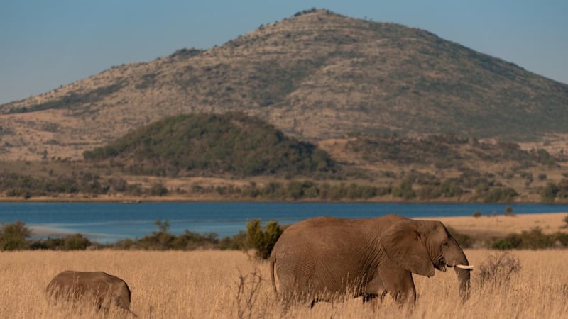 Major Upgrades At Pilanesberg National Park Trigger Concerns Over Rising Entry Tariffs