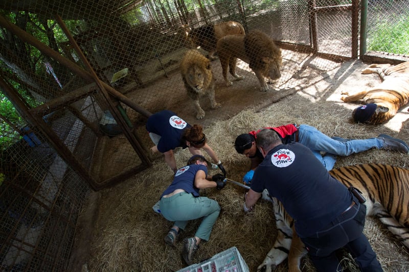 Historic veterinary assessment of 62 big cats and two bears completed in Argentina