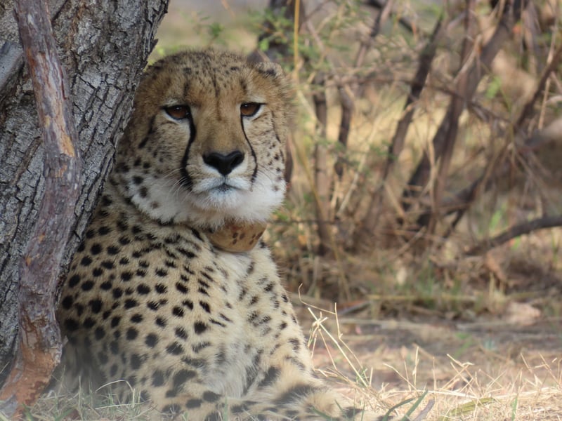Fast, fierce and four-strong - Mabula welcomes new cheetah line-up