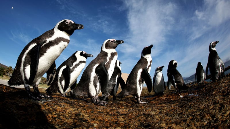 Southern African Foundation Opens New Penguin Nursery To Strengthen Conservation Of Endangered Species