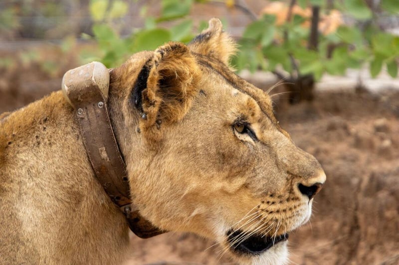Martin Meyer Safaris Introduces Conservation Safaris in Greater Kruger