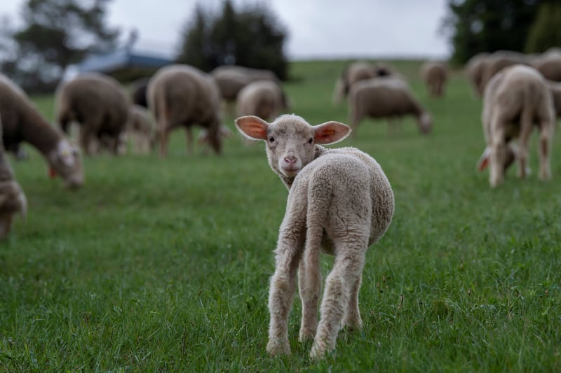 Two-thirds of Fashion Brands fail to address one of wool’s biggest cruelty issues