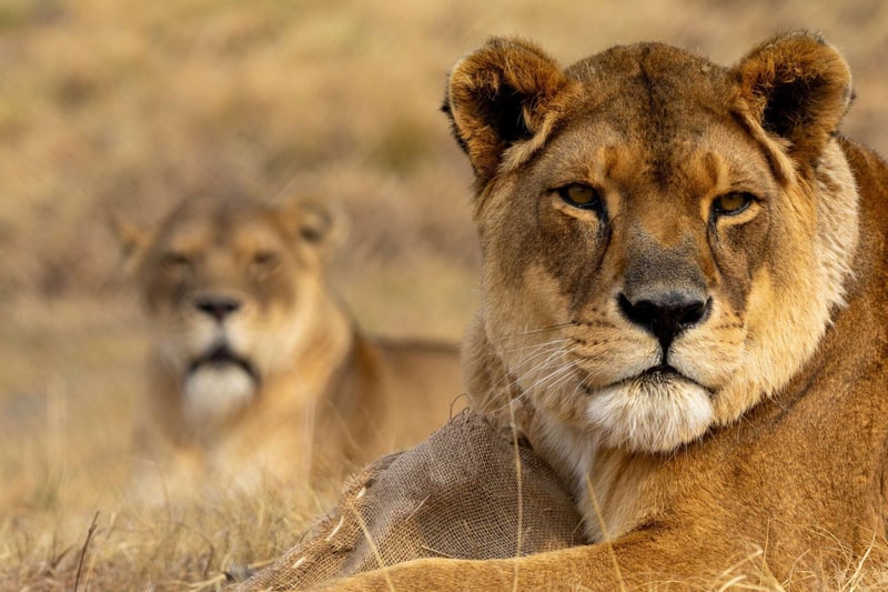 16 Years of Freedom & Friendship for Lionesses Kara & Lea