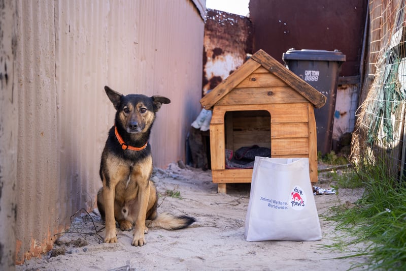 Help Build 67 Kennels of Hope for Mandela Day
