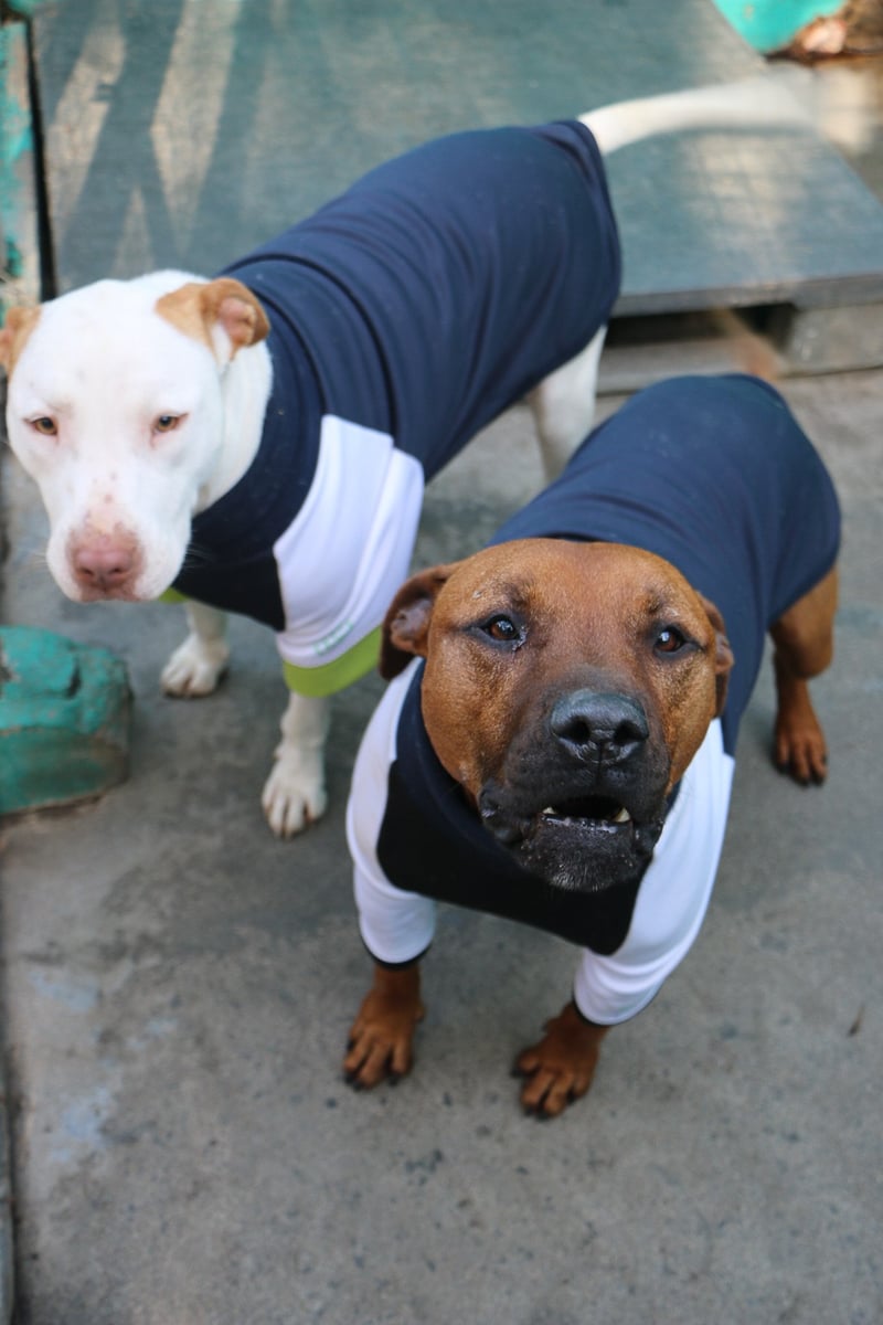 Find your furry soulmate at TEARS Open Day this Valentine’s Day