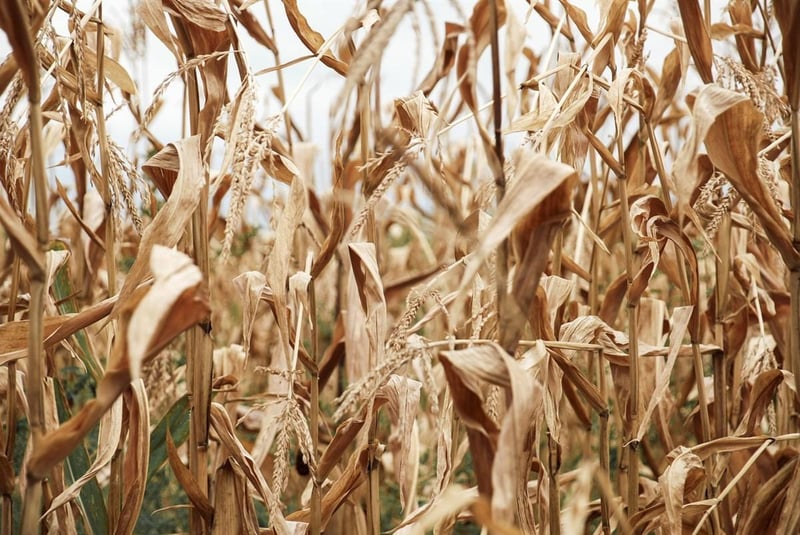 Southern Africa farms enter 2026/27 El Niño better prepared than previous droughts