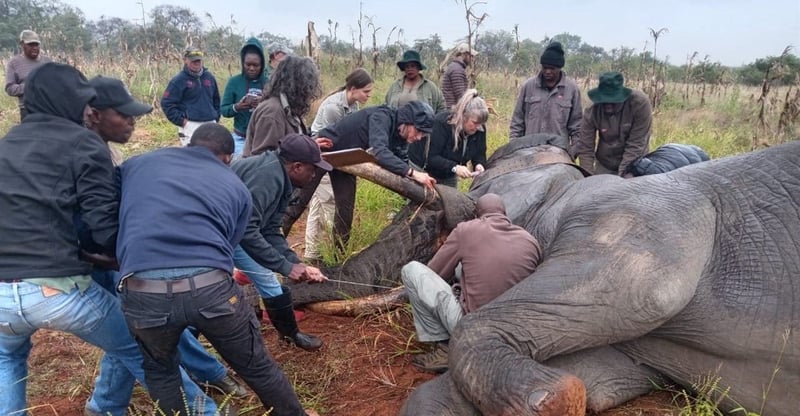 Hot Cares Donates R79,000 To Fund Satellite Collar And Veterinary Costs For Elephant Conservation