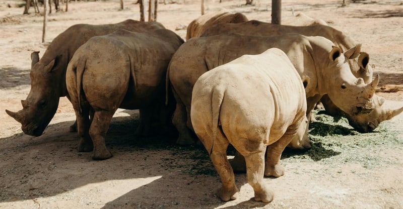 Sanparks’ G20 Legacy Project Focuses On Renewing Rhino Population In Kruger