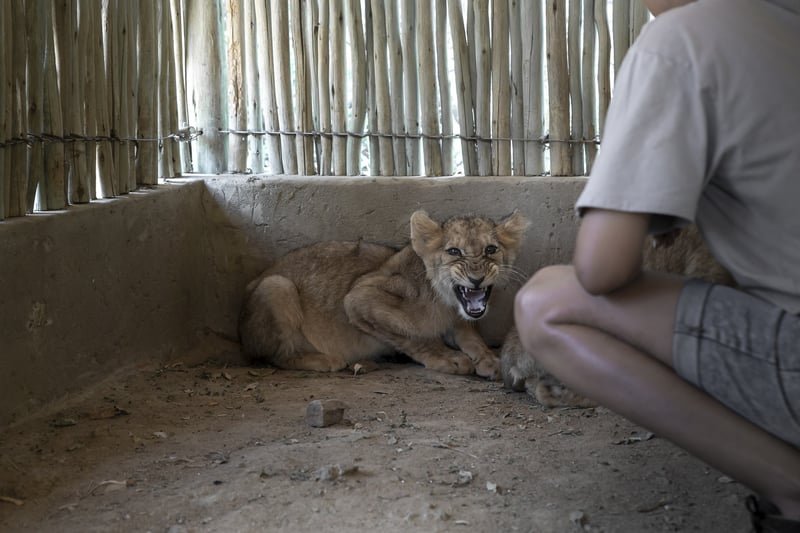 Victory for Animal Welfare -  NCOP Approves Draft Notice Prohibiting Certain Activities Involving African Lion