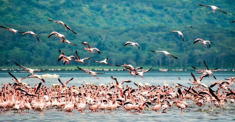 BirdLife International Warns Of Growing Threats Facing The World’s Migratory Bird Species