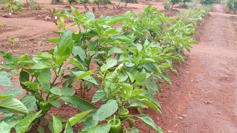 Mama Afrika Builds Community Food Garden