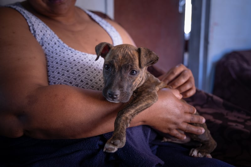 Pets in Springtime -  A Season of Renewal and Allergies for Our Furry Friends