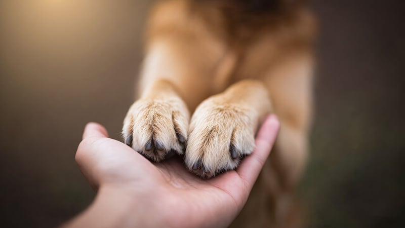 When Love Means Letting Go or A Vet’s Story of Saying Goodbye