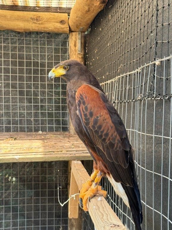 Collaborative effort leads to the safe return of Crocworld’s Harris Hawk, with 2 arrests made