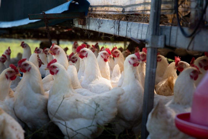 World Poultry Day - FOUR PAWS Urges South Africans to Look Beyond Egg Labelling