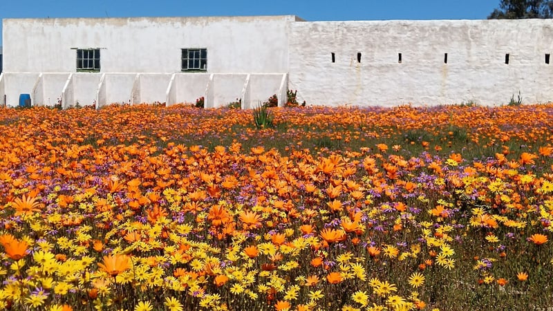Is Blomme Kyk Op Die Weskus Jou Lewensdroom? Bespreek Nou en Maak Dit ‘n Realiteit