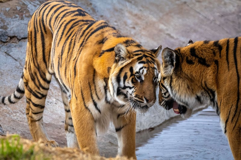 Rescueversary - The Remarkable Transformation of Shevar & Sharukh