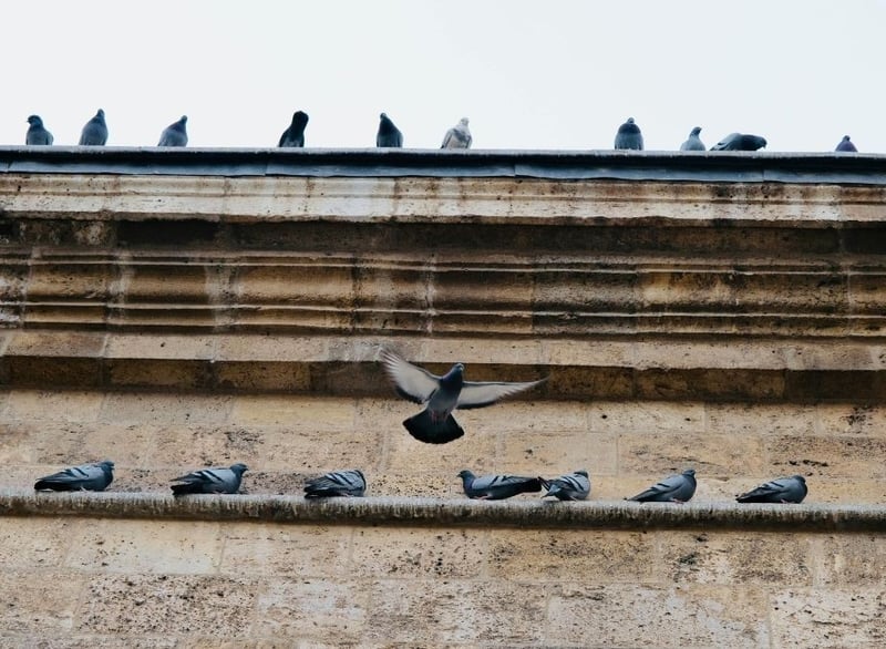 Eco Smart Pest Control Releases Strategic Guide for Building Managers on Identifying Bird Vulnerability Points