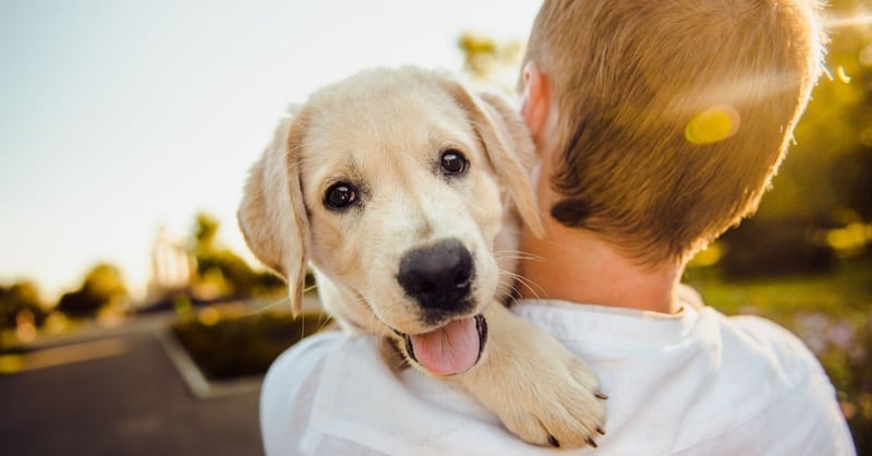 The Complete Guide to Choosing the Right Supplements for Your Dog’s Health