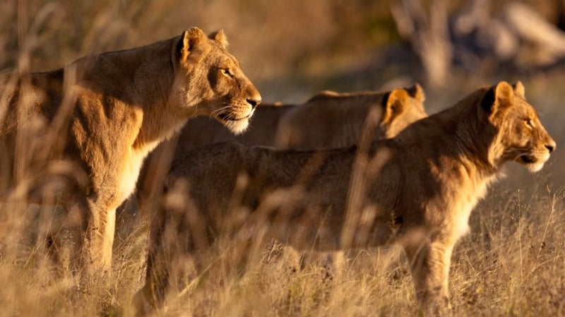 Nat Geo Wild Celebrates Untamed Africa With Powerful Films On Species And Natural Landscapes