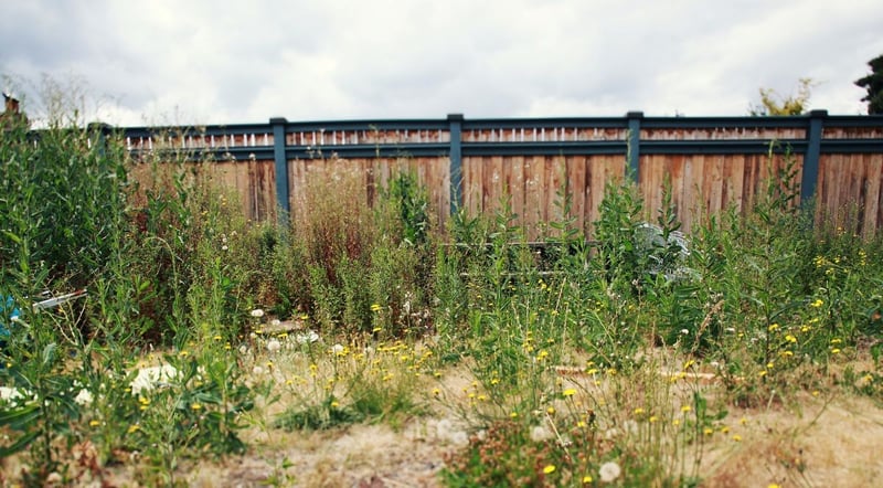 Green Cube Maintenance & Landscaping Publishes Step-by-Step Guide to Restoring Neglected Gardens in Pretoria