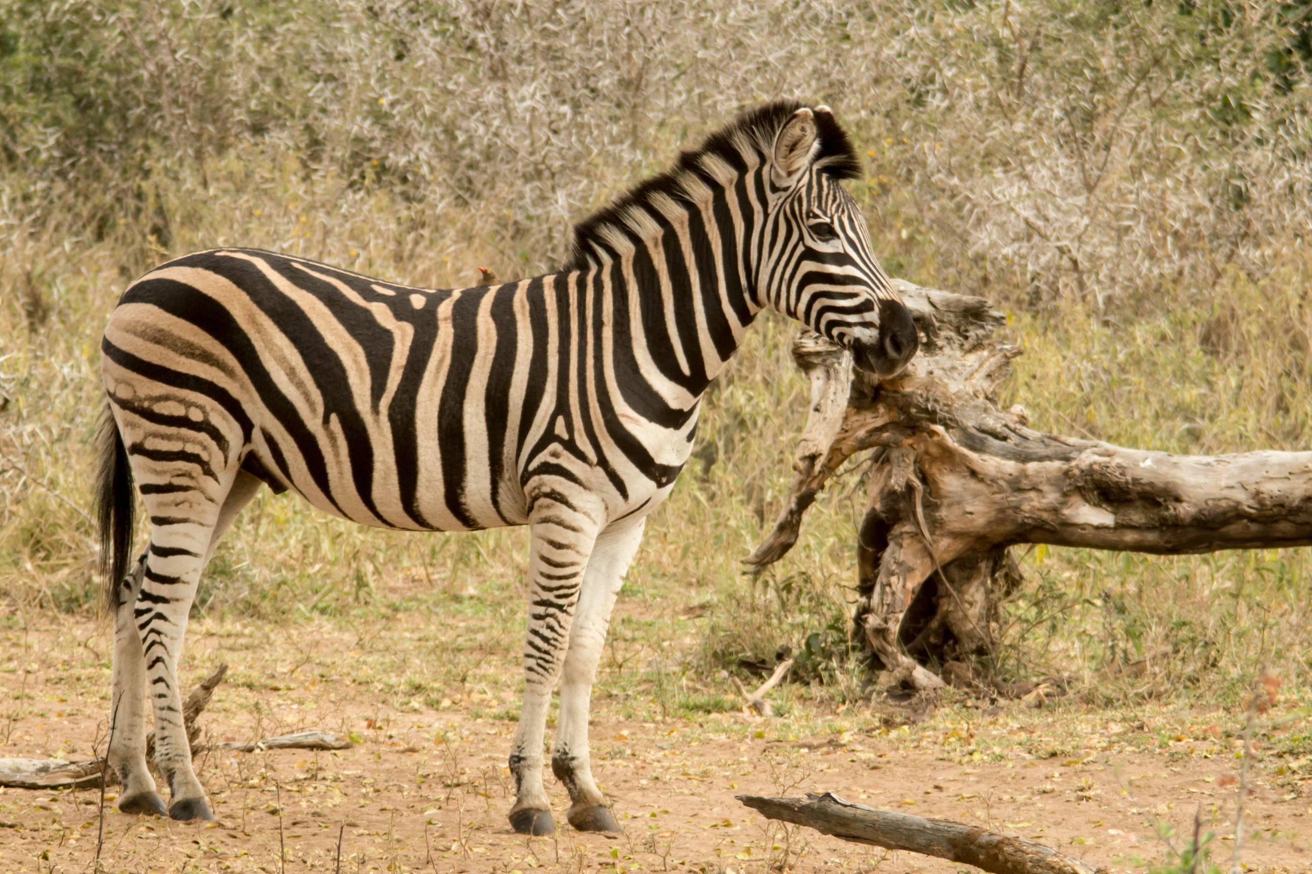 The Lion & Safari Park Unpacks The Crucial Role Zebras Play in Protecting Biodiversity This World Zebra Day