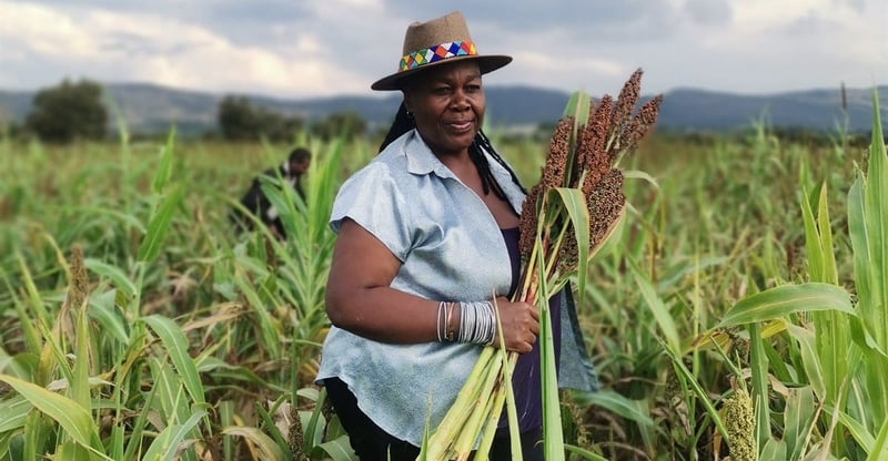 Springboard Supports African Producers Through Sustainable Food Innovation And Value Addition