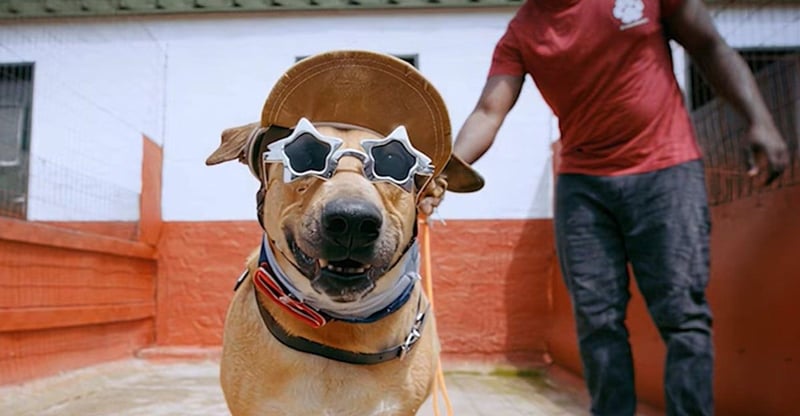 New Music Video Shines A Spotlight On Three Overlooked Rescue Dogs Hoping For Homes This Christmas