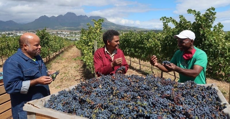 Mentorship Transforms South Africa’s Wine Industry With 107 Black Owned Brands And 81 Black Owned Farms