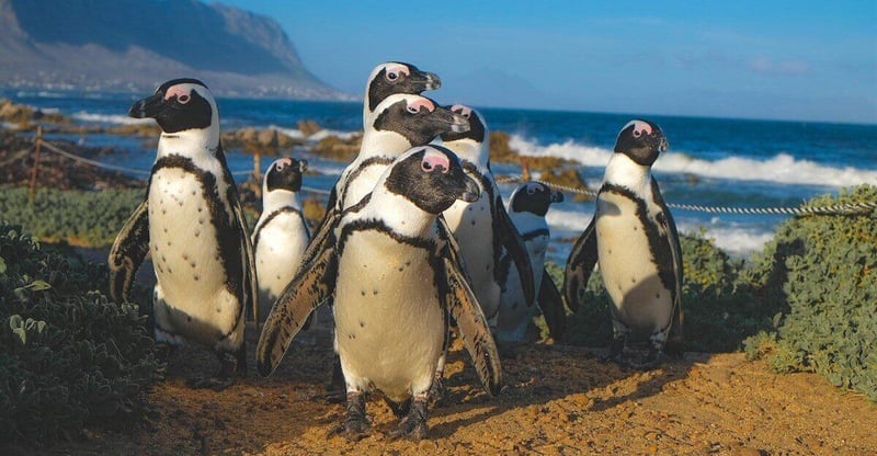 South Africa's Penguins Are Worth Billions, Experts Say