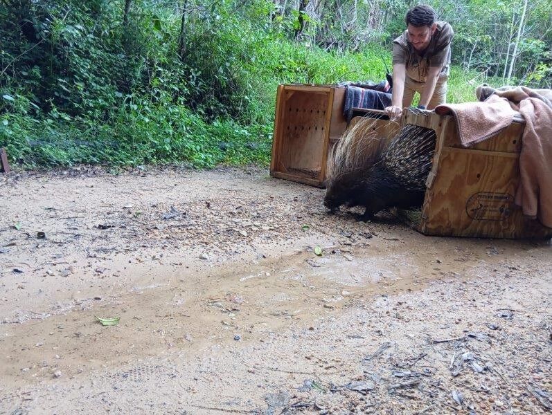 Serenity Hills welcomes porcupines as part of its Green Custodianship initiative