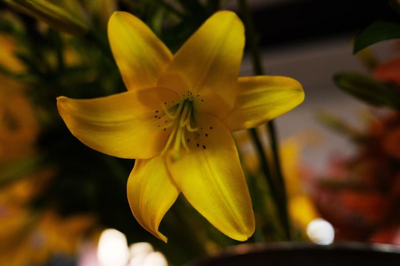 Celebrate Female Friendships This Galentine’s Day with Caar’i Flora