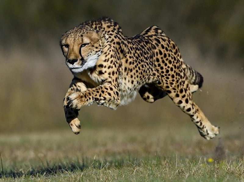Why Cheetahs Have Tear Marks and Nine Other Mind-Blowing Facts This International Cheetah Day