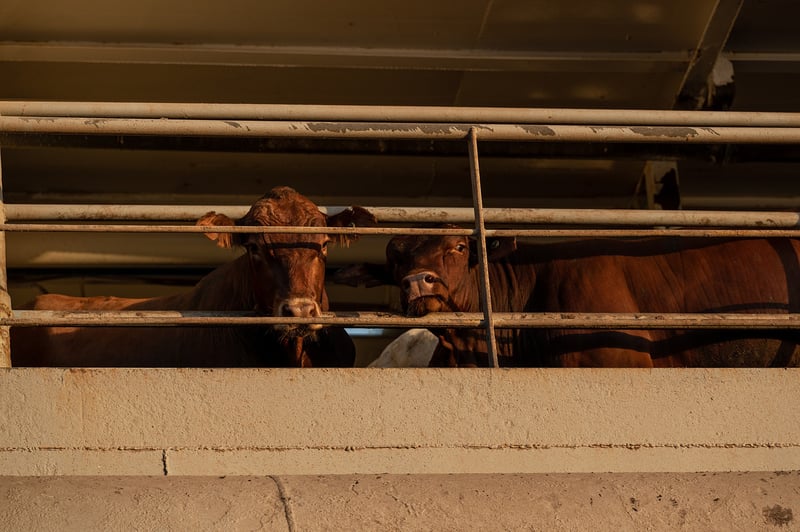 Time to End Live Animal Exports