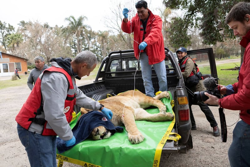 FOUR PAWS Begins Relocation of 30 Lions and Tigers From Former Zoo Luján to Sanctuaries in South Africa and USA