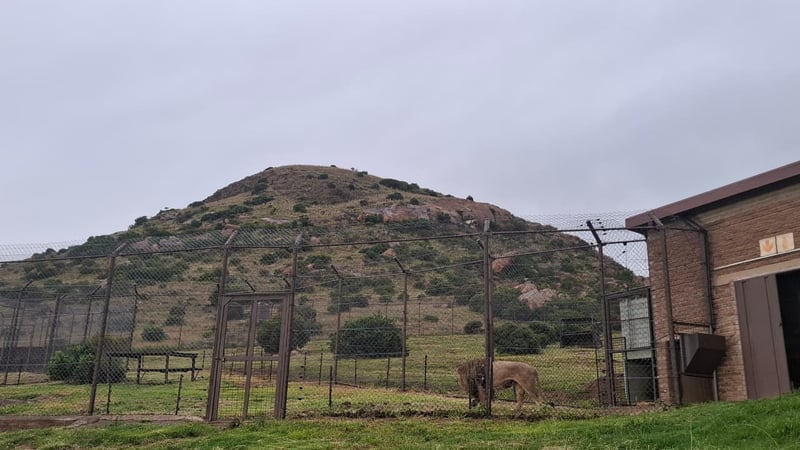 Together for Animal Welfare - FOUR PAWS lends a Helping Hand to Panthera Africa’s Lions