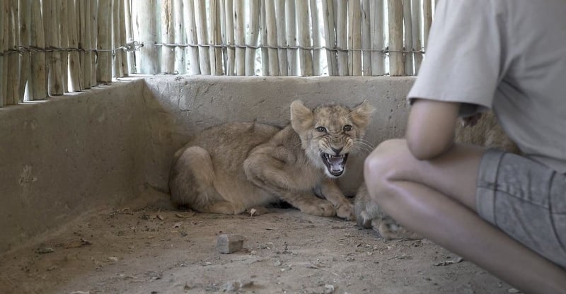 South Africa Moves To End Captive Lion Breeding With Landmark Ban On New Facilities