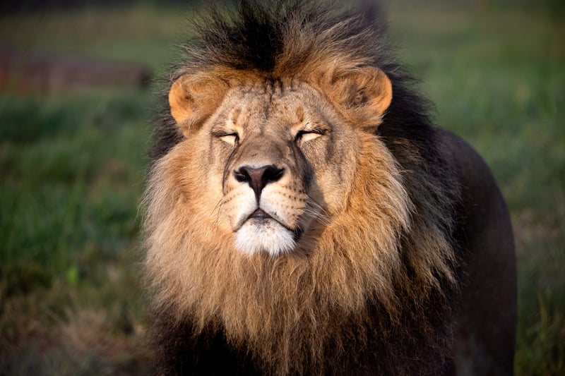 From Montenegro to the Free State -  Lion Nikola Celebrates Two Years of Sanctuary at LIONSROCK