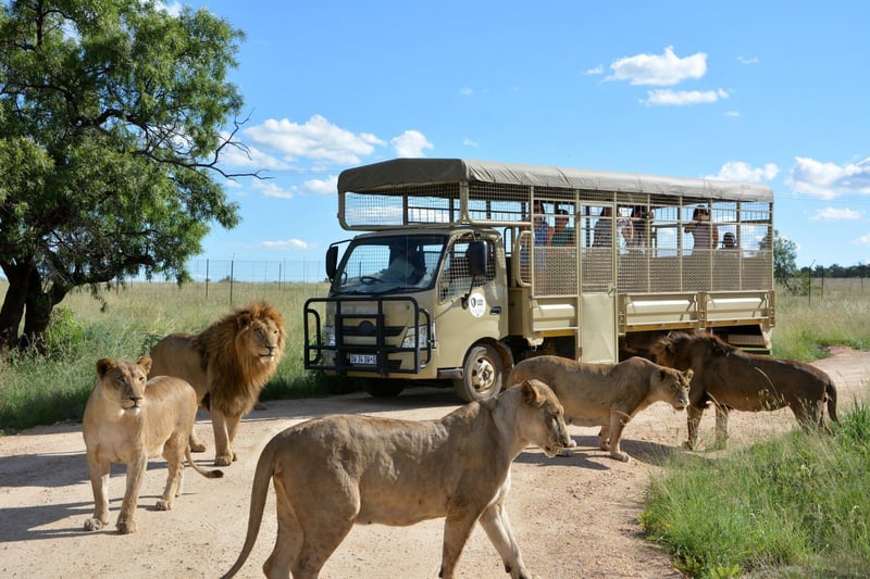 A Wild Family Adventure Awaits at Lion & Safari Park These School Holidays