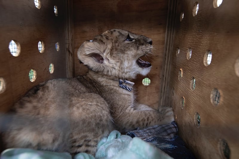 FOUR PAWS proudly announces the streaming release of DETHRONED