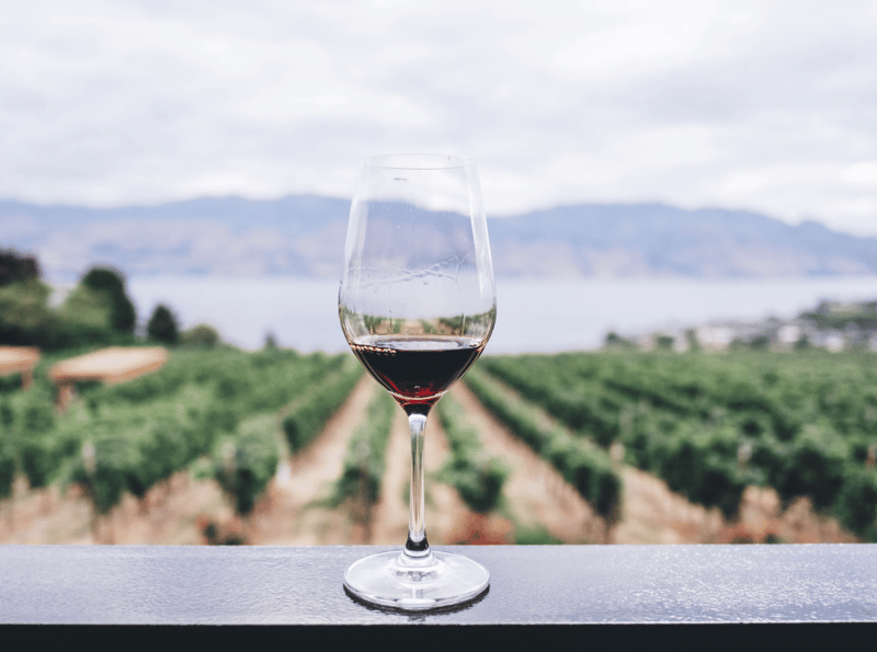 Discover Affordable South Africa Wines for Every Occasion