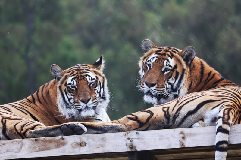 Rescueversary - The Story of Two Brothers at LIONSROCK