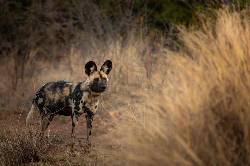 Africa’s Endangered Wild Dogs Gain Ground Through Conservation Collaboration